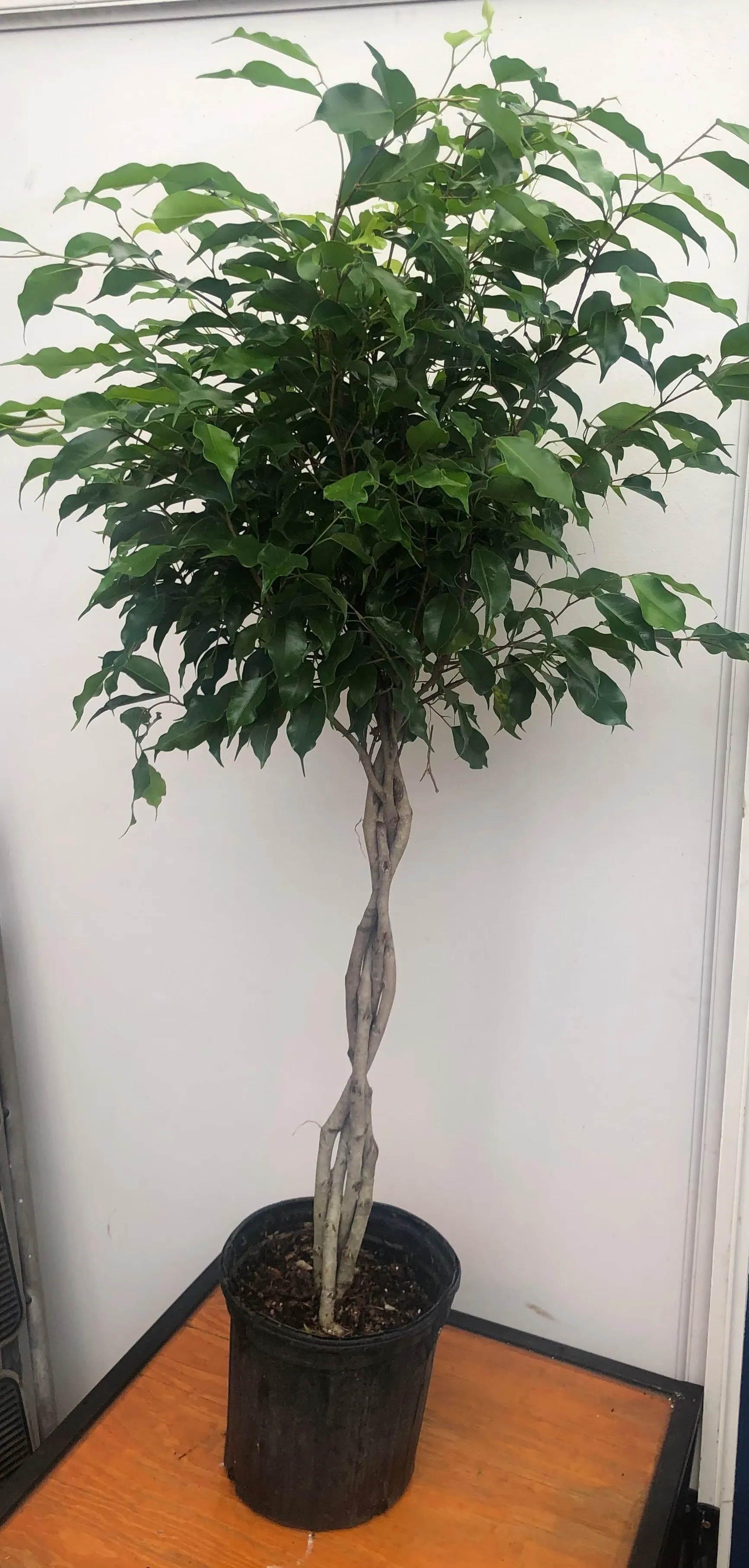 10" ficus benjaminia braid
