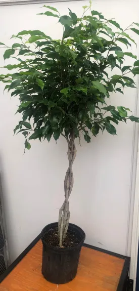 10" ficus benjaminia braid