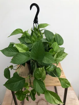 10" pothos marble queen hanging basket