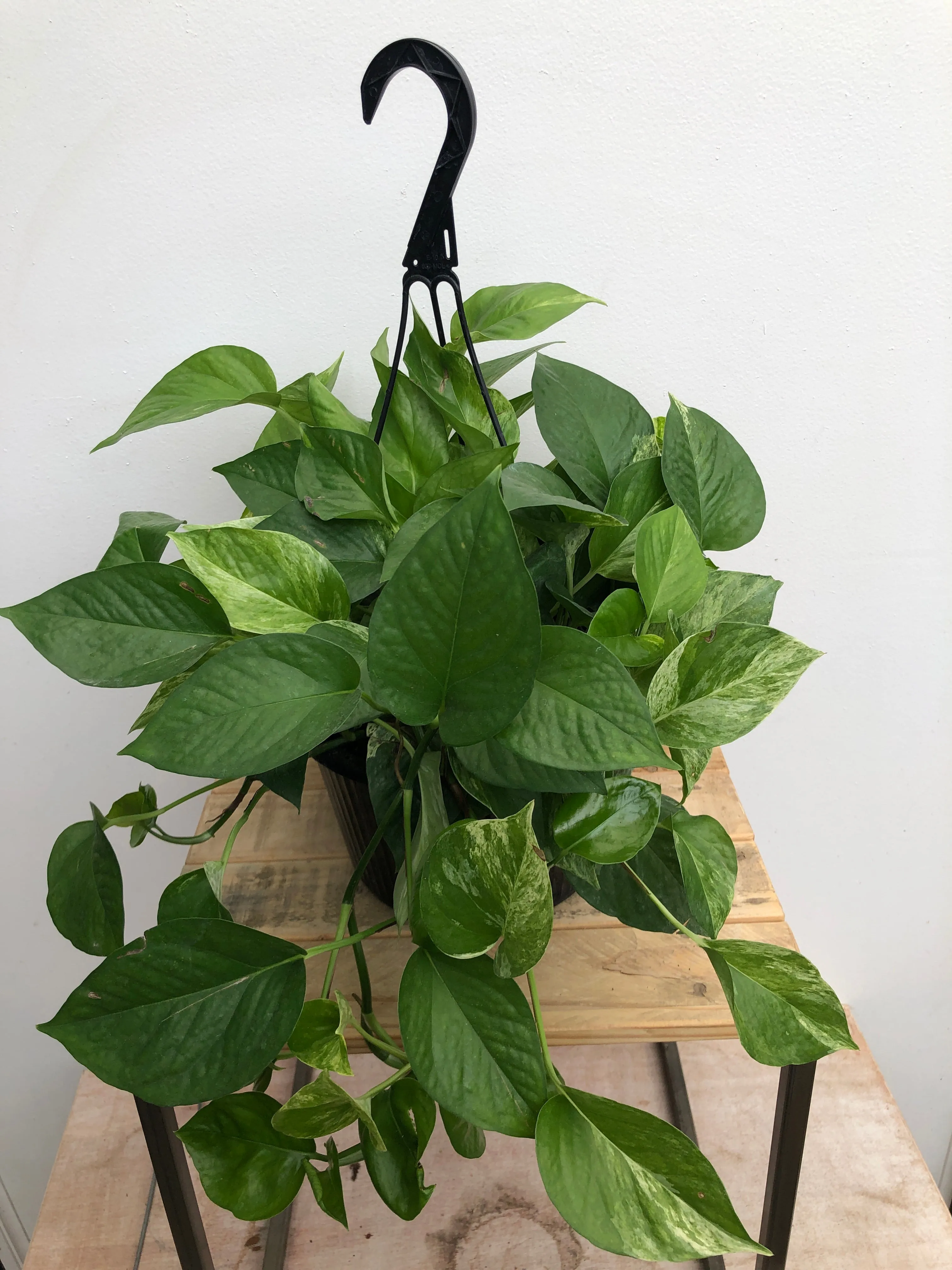 10" pothos marble queen hanging basket