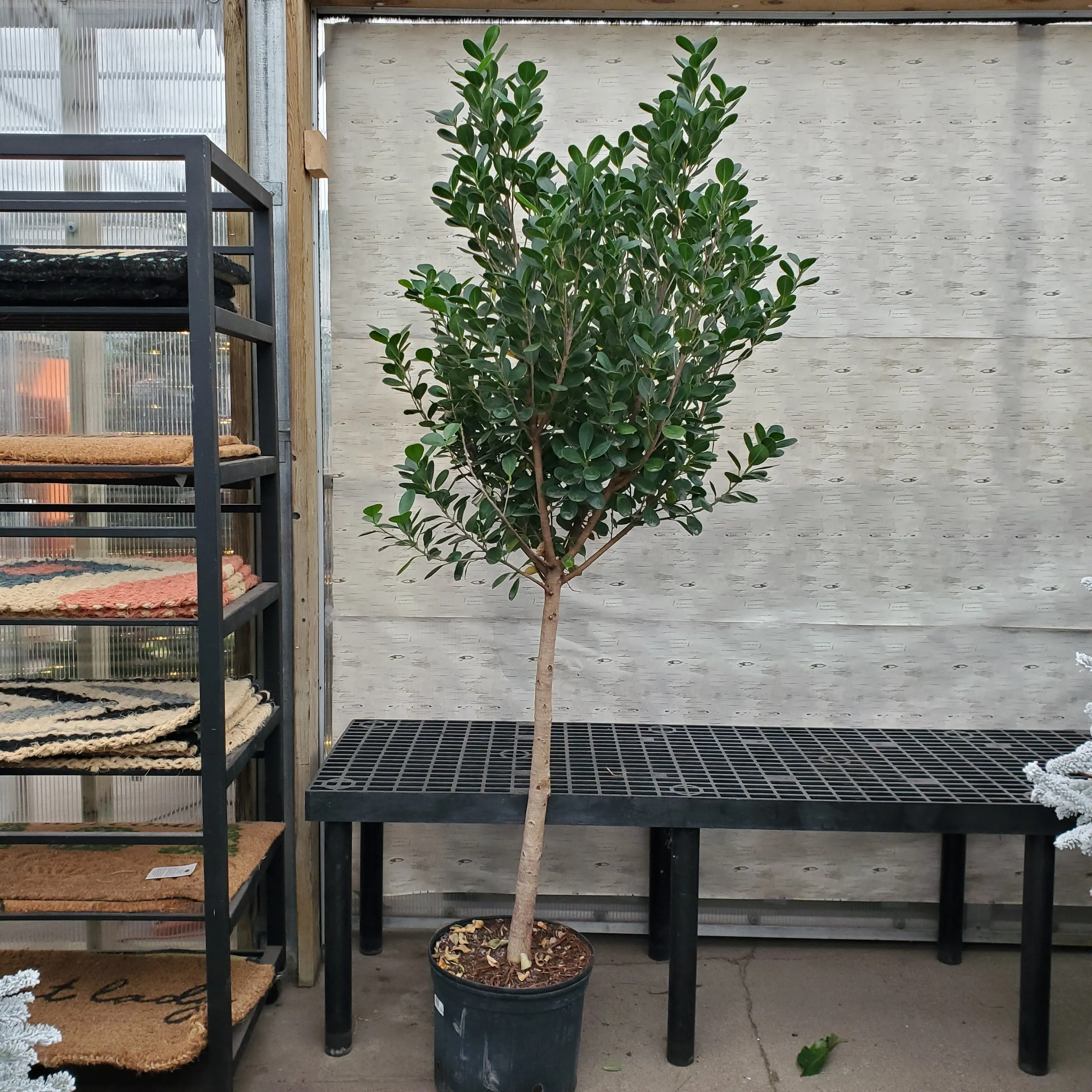 14" ficus moclame