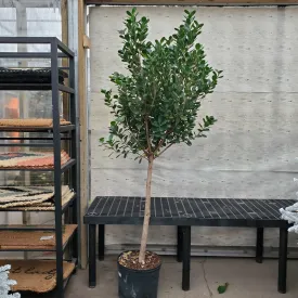 14" ficus moclame