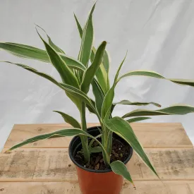 4" dracaena sandriana gold