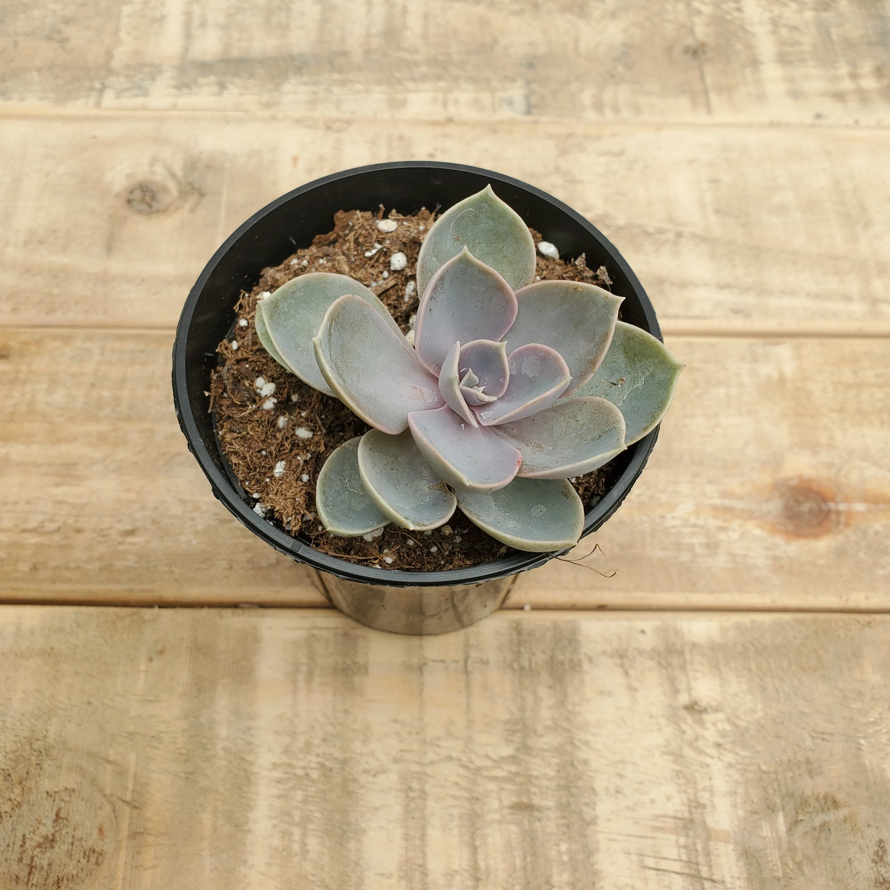 4" echeveria perle vonnurnberg
