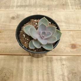4" echeveria perle vonnurnberg