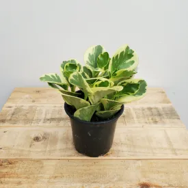 4" peperomia varigated