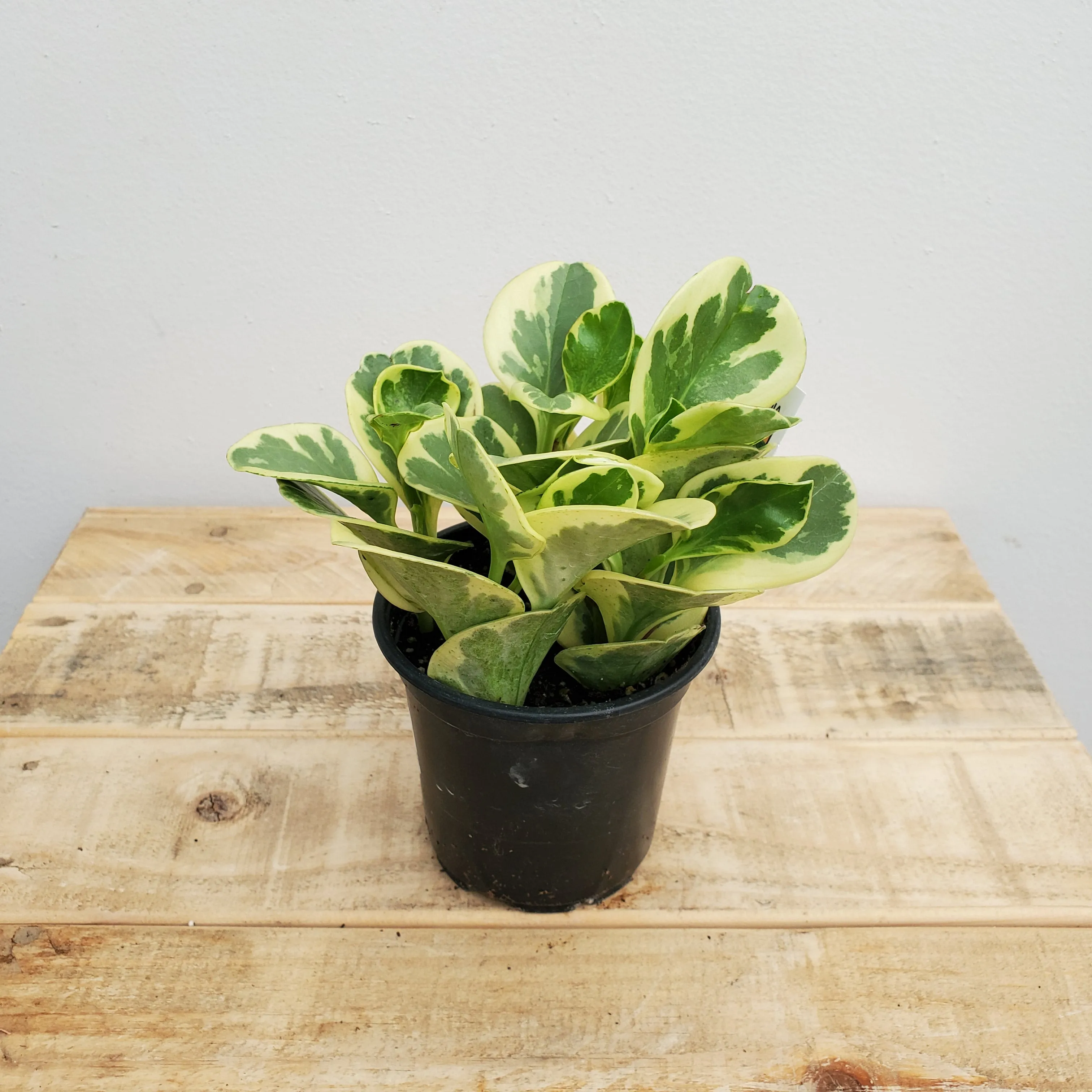 4" peperomia varigated
