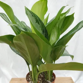 6" aglaonema silver bay