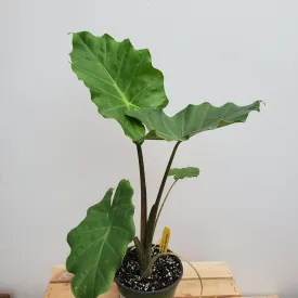 6" alocasia ivory coast