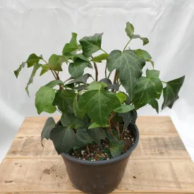6" ivy english hanging basket