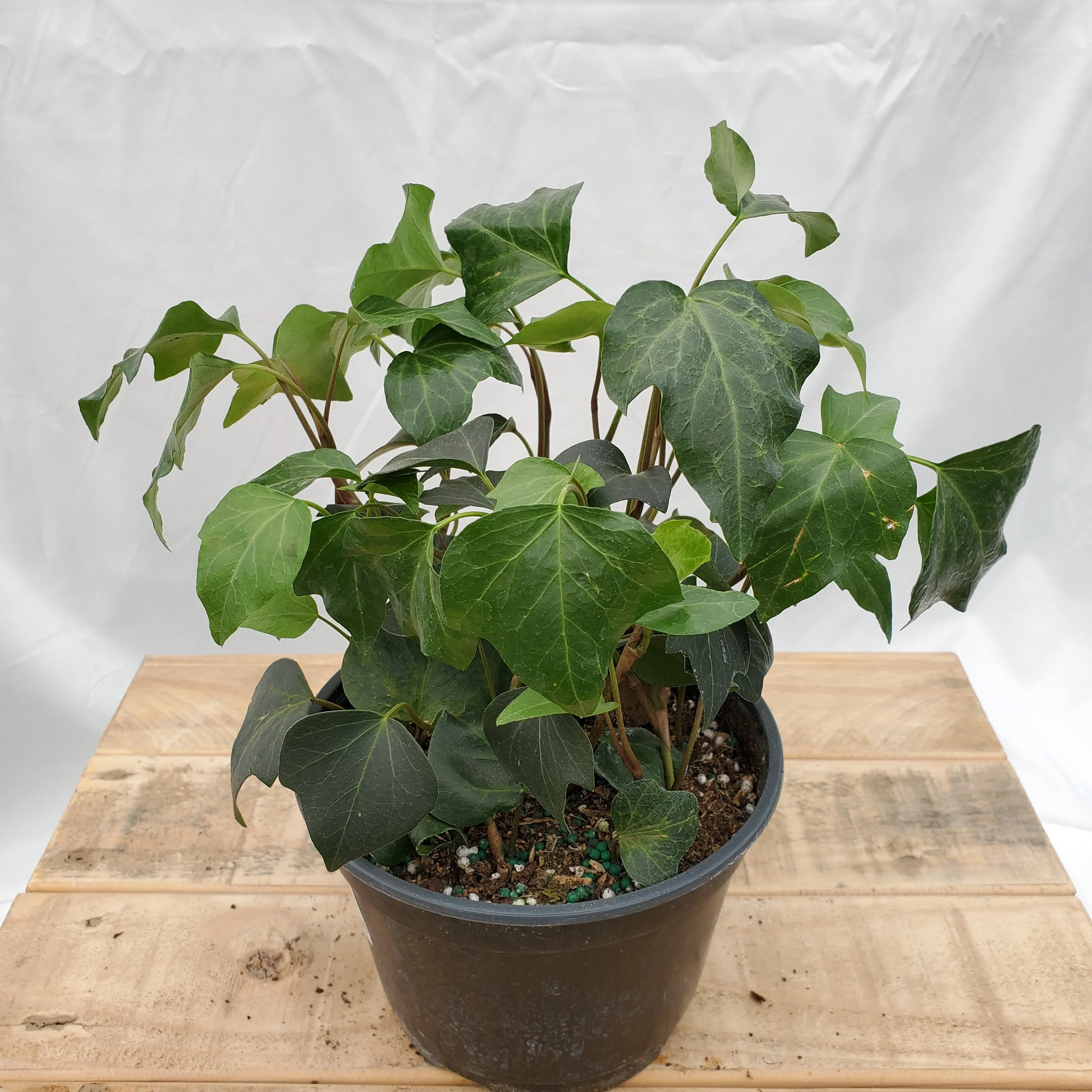 6" ivy english hanging basket
